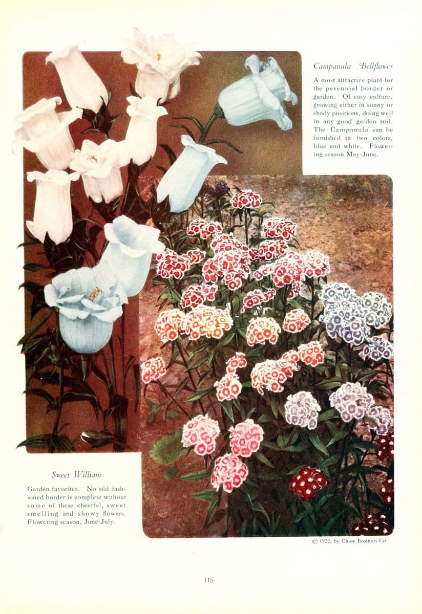 Chase fruit and flowers in natural colorsRochester, N.Y.,Chase brothers company[c1922] | Vintage Print Reproduction 449805
