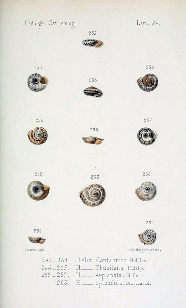 Catalogo iconografico y descriptivo de los moluscos terrestres de EspaÃ Â±a, Portugal y la | "Balearic Islands" Mollusks Portugal Spain  | Vintage Print Reproduction 449807