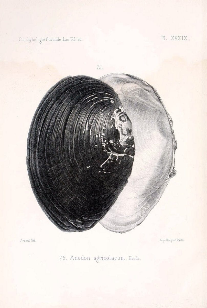 Conchyliologie fluviatile de la province de Nanking et de la Chine centrale /.Paris :Savy,[1875-1885]. | China Mollusks "Nanjing (Jiangsu Sheng)"  | Vintage Print Reproduction 449815