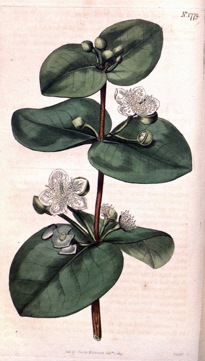 Curtis's botanical magazine. London ; New York [etc.] :Academic Press [etc.]. | "Botanical illustration" Botany Periodicals "Pictorial works" "Plants, Ornamental"  | Vintage Print Reproduction 449818