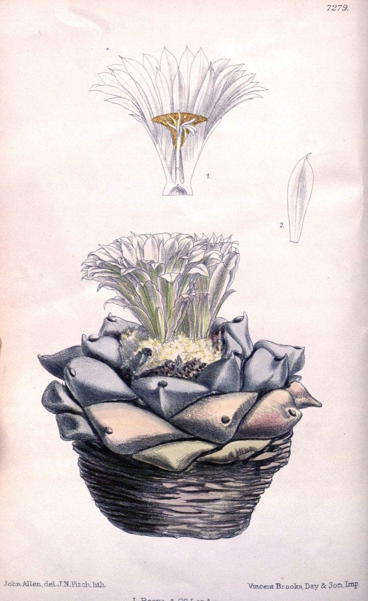 Curtis's botanical magazine. London ; New York [etc.] :Academic Press [etc.]. | "Botanical illustration" Botany Periodicals "Pictorial works" "Plants, Ornamental"  | Vintage Print Reproduction 449819