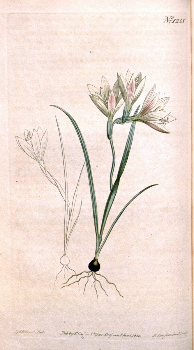 Curtis's botanical magazine. London ; New York [etc.] :Academic Press [etc.]. | "Botanical illustration" Botany Periodicals "Pictorial works" "Plants, Ornamental"  | Vintage Print Reproduction 449821