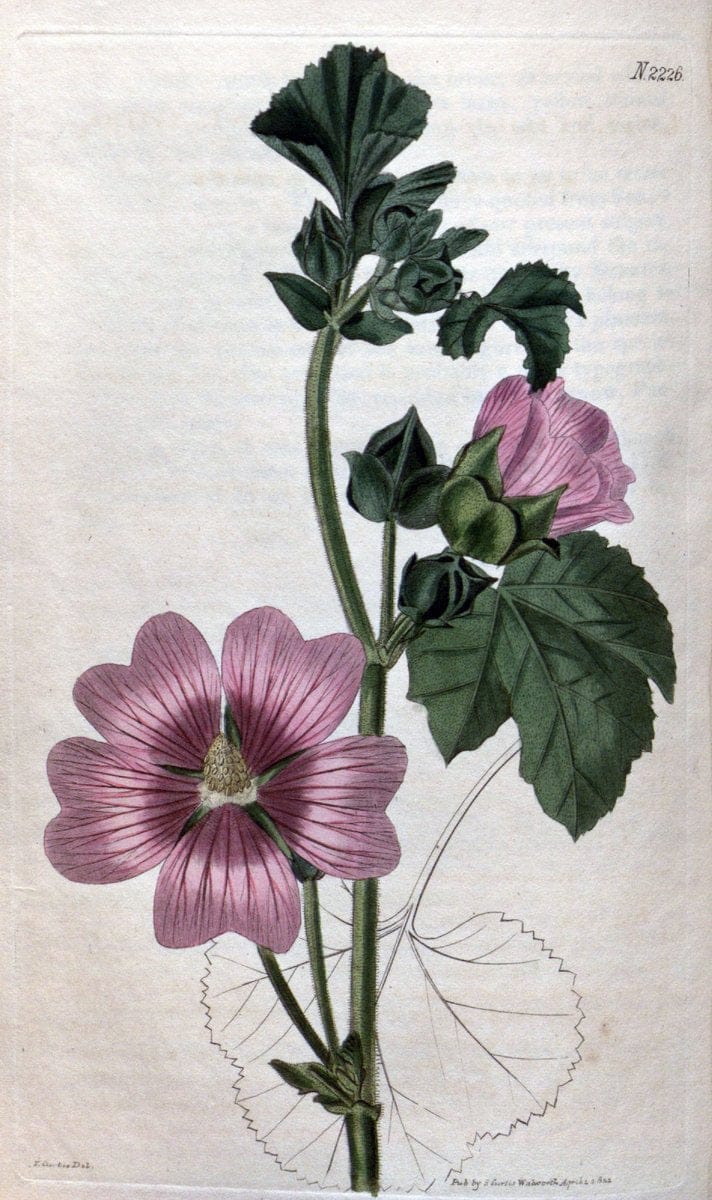 Curtis's botanical magazine. London ; New York [etc.] :Academic Press [etc.]. | "Botanical illustration" Botany Periodicals "Pictorial works" "Plants, Ornamental"  | Vintage Print Reproduction 449826