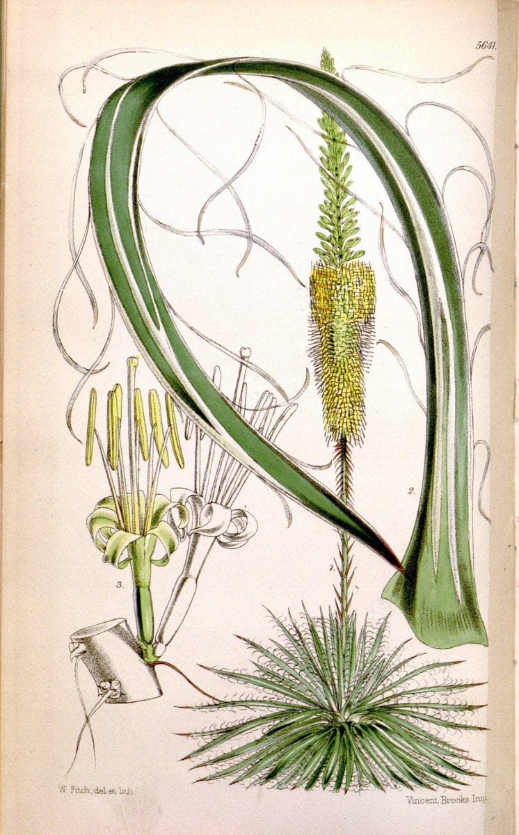 Curtis's botanical magazine. London ; New York [etc.] :Academic Press [etc.]. | "Botanical illustration" Botany Periodicals "Pictorial works" "Plants, Ornamental"  | Vintage Print Reproduction 449827