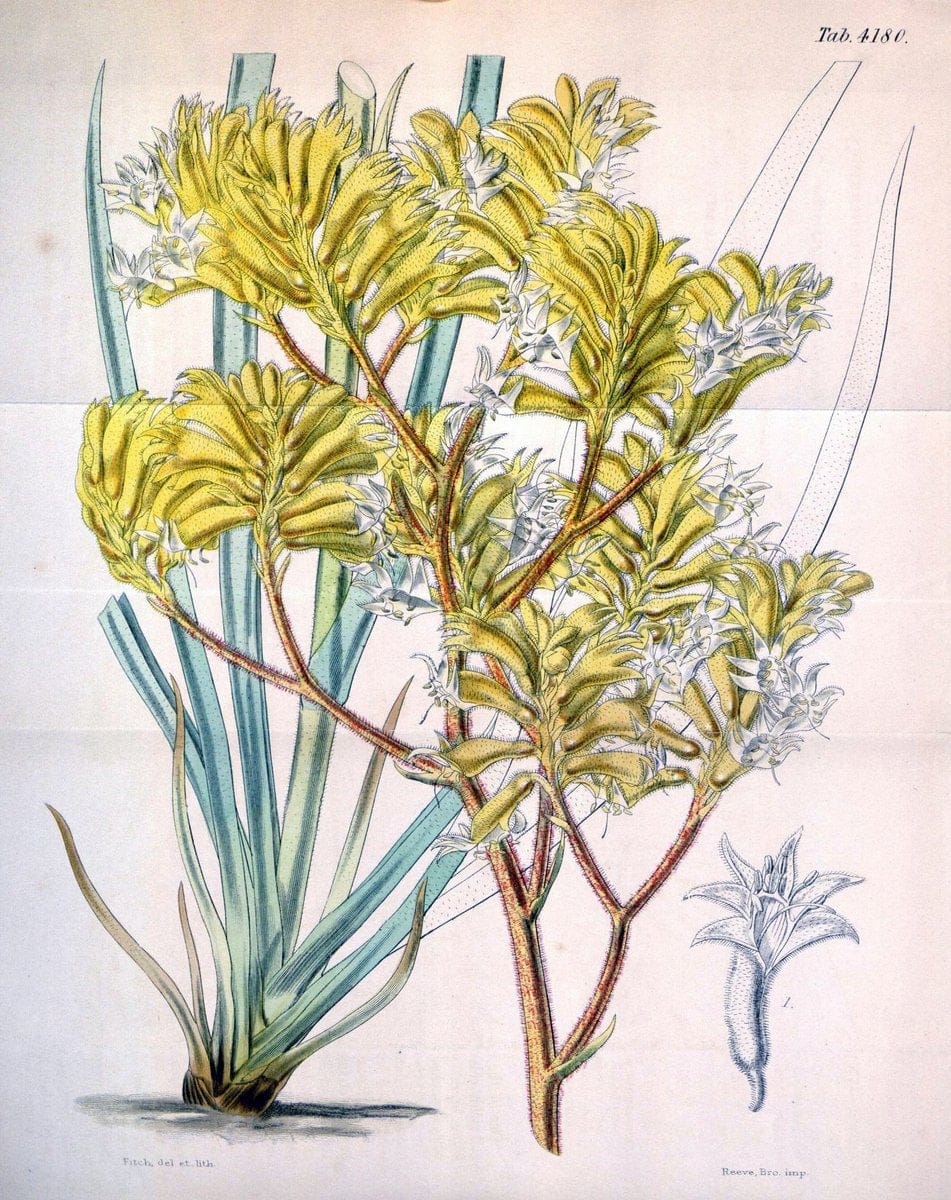 Curtis's botanical magazine. London ; New York [etc.] :Academic Press [etc.]. | "Botanical illustration" Botany Periodicals "Pictorial works" "Plants, Ornamental"  | Vintage Print Reproduction 449829
