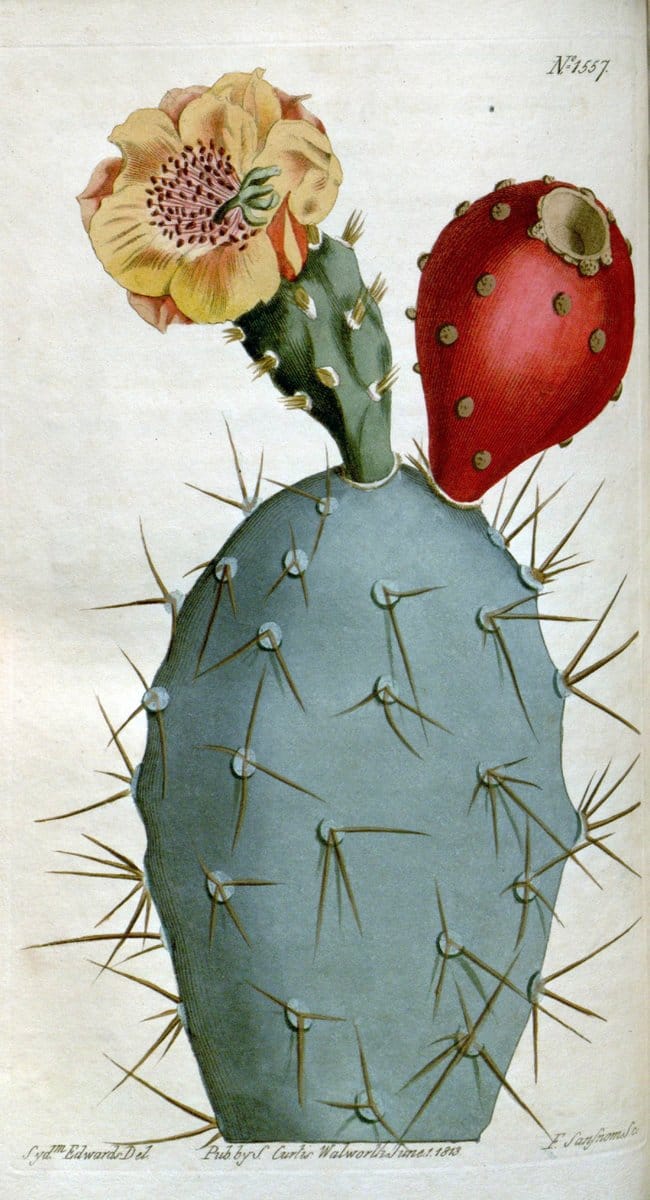 Curtis's botanical magazine. London ; New York [etc.] :Academic Press [etc.]. | "Botanical illustration" Botany Periodicals "Pictorial works" "Plants, Ornamental"  | Vintage Print Reproduction 449831