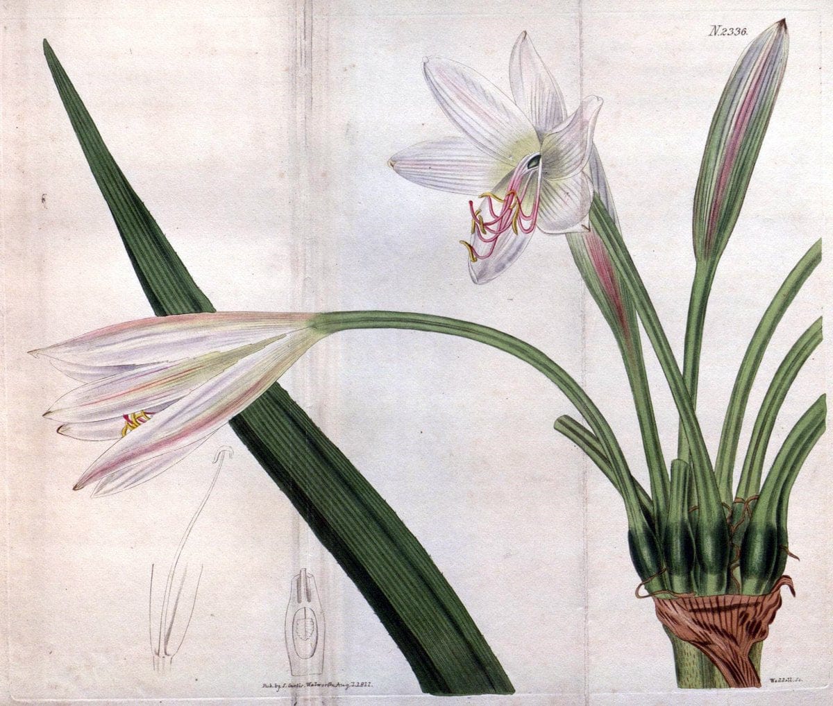 Curtis's botanical magazine. London ; New York [etc.] :Academic Press [etc.]. | "Botanical illustration" Botany Periodicals "Pictorial works" "Plants, Ornamental"  | Vintage Print Reproduction 449833