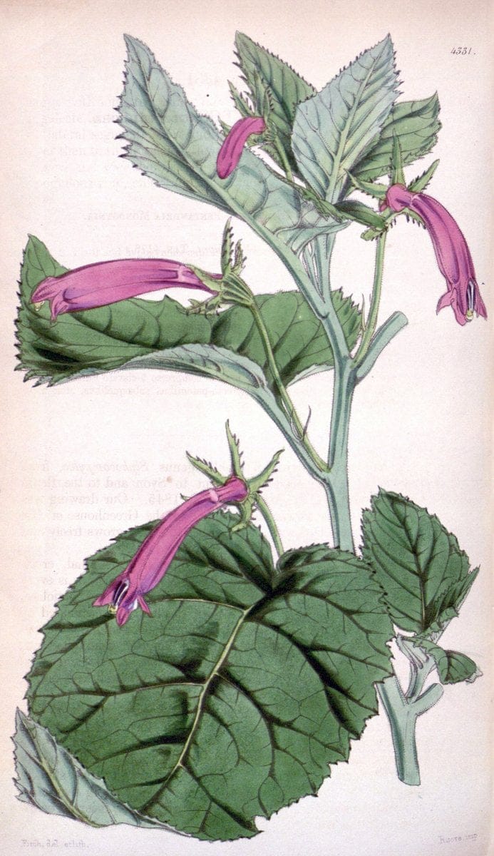 Curtis's botanical magazine. London ; New York [etc.] :Academic Press [etc.]. | "Botanical illustration" Botany Periodicals "Pictorial works" "Plants, Ornamental"  | Vintage Print Reproduction 449835