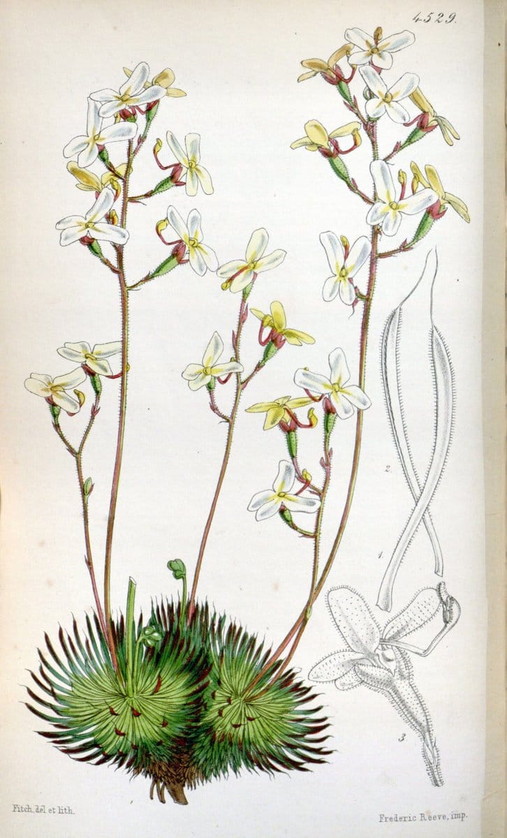 Curtis's botanical magazine. London ;New York [etc.] :Academic Press [etc.]. | Botany Periodicals "Pictorial works"  | Vintage Print Reproduction 449841