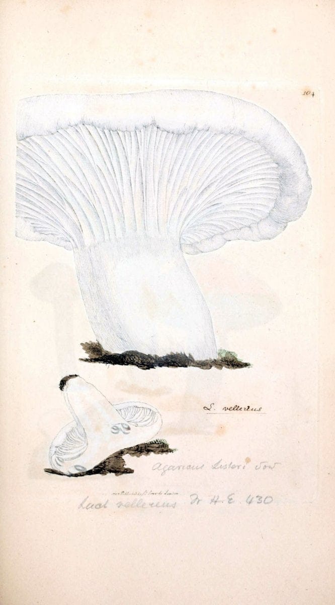 Coloured figures of English fungi or mushrooms. London,Printed by J. Davis,1797-[1809]. | England Mushrooms  | Vintage Print Reproduction 449846