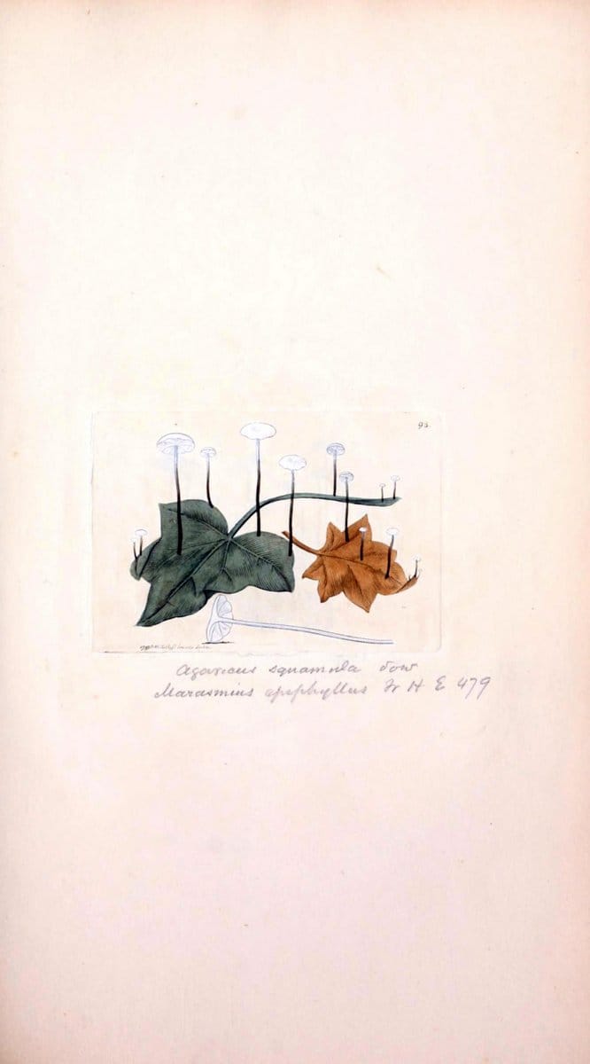 Coloured figures of English fungi or mushrooms. London,Printed by J. Davis,1797-[1809]. | England Mushrooms  | Vintage Print Reproduction 449851