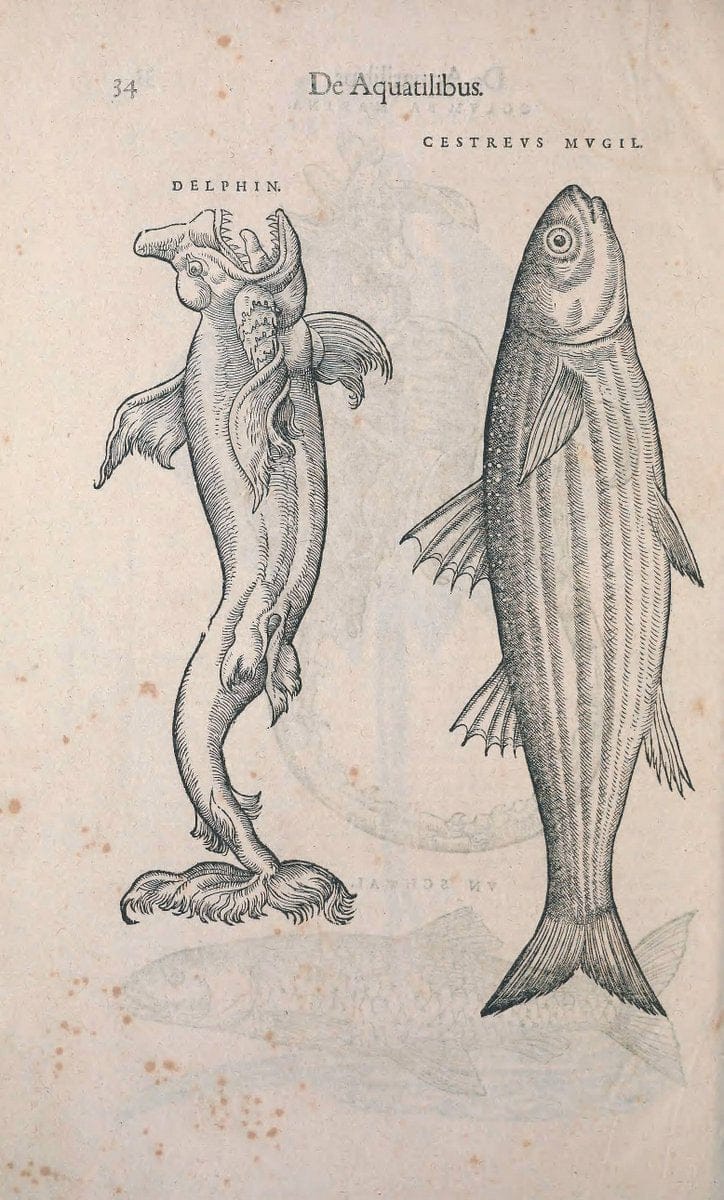 Conradi Gesneri medici Tigurini Historiae animalium liber IV :.Francofurti :In Bibliopol | "Early works to 1800" Fishes Mollusks "Pre-Linnean works" Zoology | Vintage Print Reproduction 449854