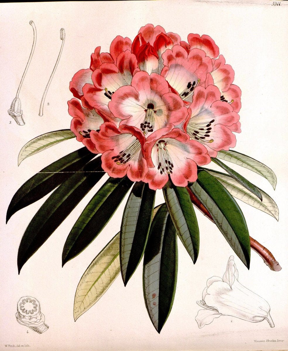 Curtis's botanical magazine. London ; New York [etc.] :Academic Press [etc.]. | "Botanical illustration" Botany Periodicals "Pictorial works" "Plants, Ornamental"  | Vintage Print Reproduction 449859