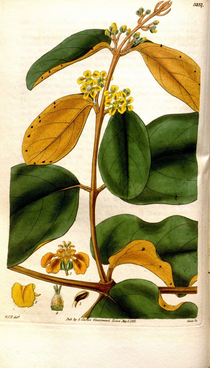 Curtis's botanical magazine. London ; New York [etc.] :Academic Press [etc.]. | "Botanical illustration" Botany Periodicals "Pictorial works" "Plants, Ornamental"  | Vintage Print Reproduction 449864