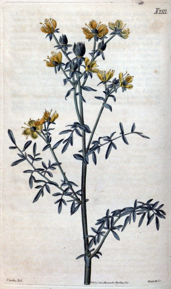 Curtis's botanical magazine. London ; New York [etc.] :Academic Press [etc.]. | "Botanical illustration" Botany Periodicals "Pictorial works" "Plants, Ornamental"  | Vintage Print Reproduction 449866