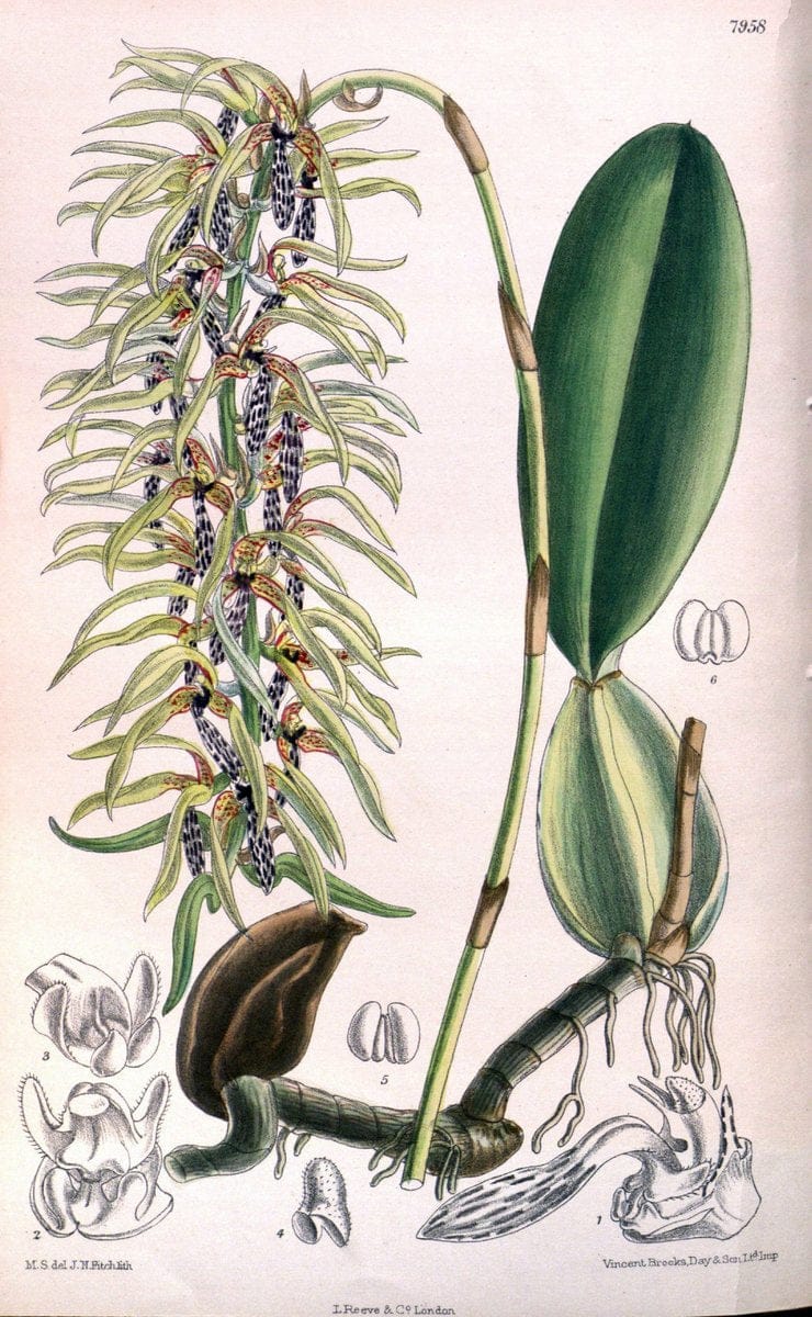 Curtis's botanical magazine. London ; New York [etc.] :Academic Press [etc.]. | "Botanical illustration" Botany Periodicals "Pictorial works" "Plants, Ornamental"  | Vintage Print Reproduction 449869