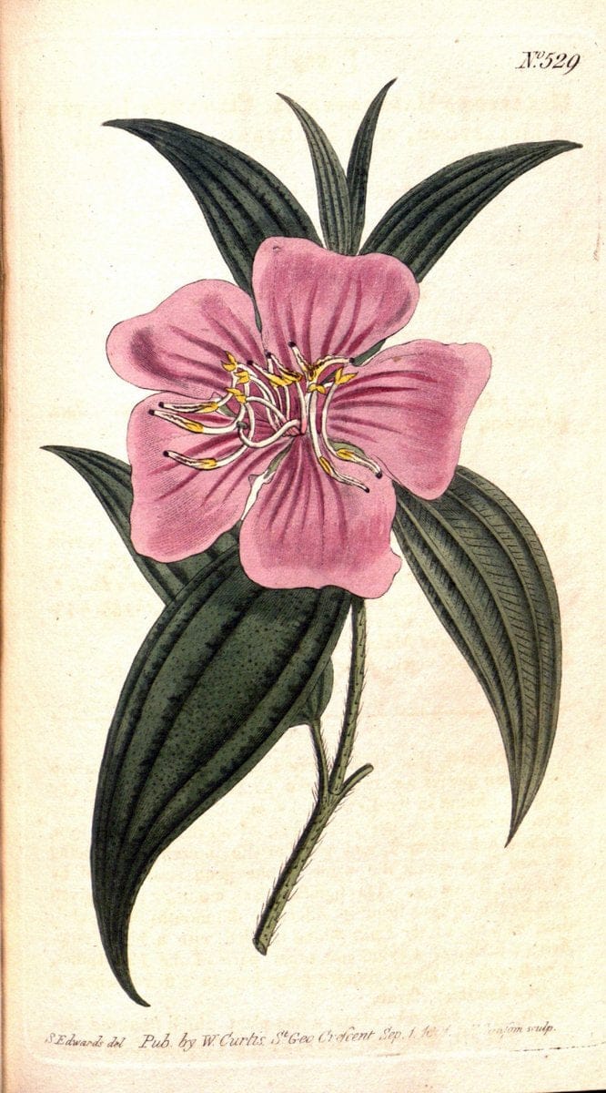 Curtis's botanical magazine. London ;New York [etc.] :Academic Press [etc.]. | Botany Periodicals "Pictorial works"  | Vintage Print Reproduction 449877