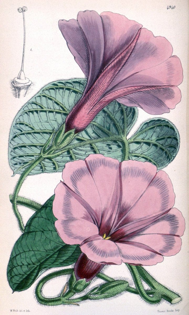 Curtis's botanical magazine. London ;New York [etc.] :Academic Press [etc.]. | Botany Periodicals "Pictorial works"  | Vintage Print Reproduction 449880