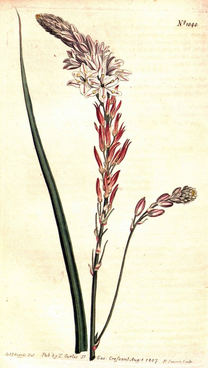 Curtis's botanical magazine. London ;New York [etc.] :Academic Press [etc.]. | Botany Periodicals "Pictorial works"  | Vintage Print Reproduction 449882