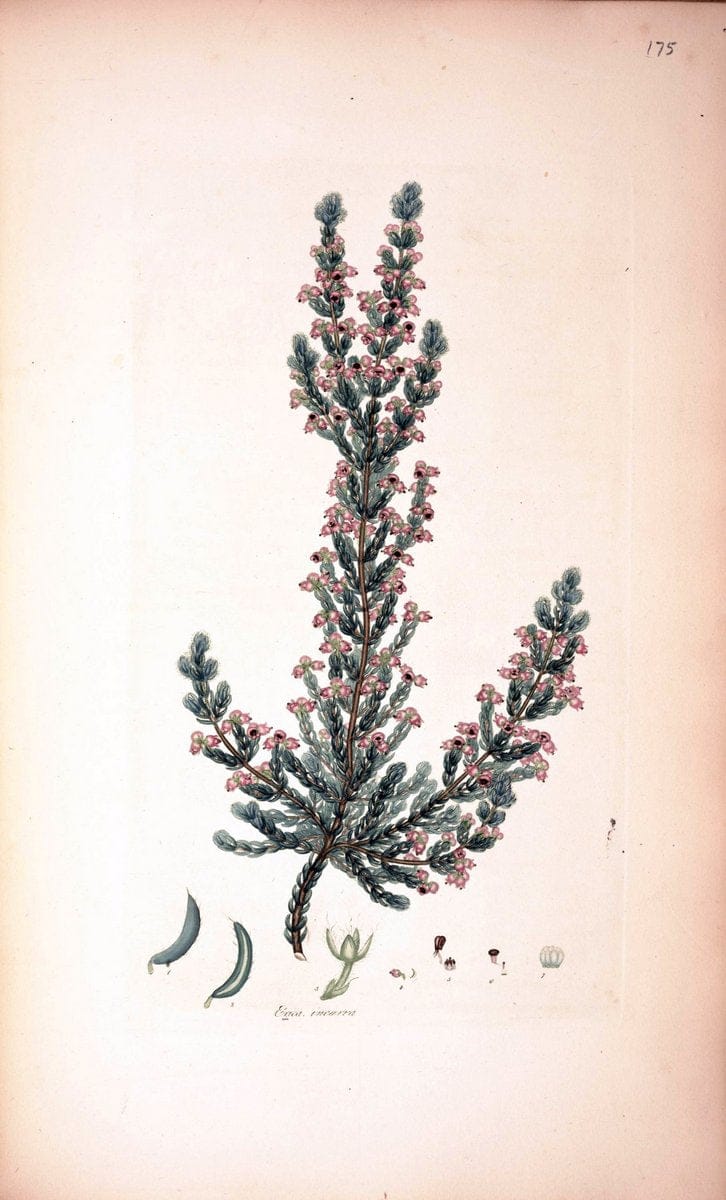 Coloured engravings of heaths :.London :Published by the Author. Printed by T. Bensley,1802-09 [1830]. |  | Vintage Print Reproduction 449885