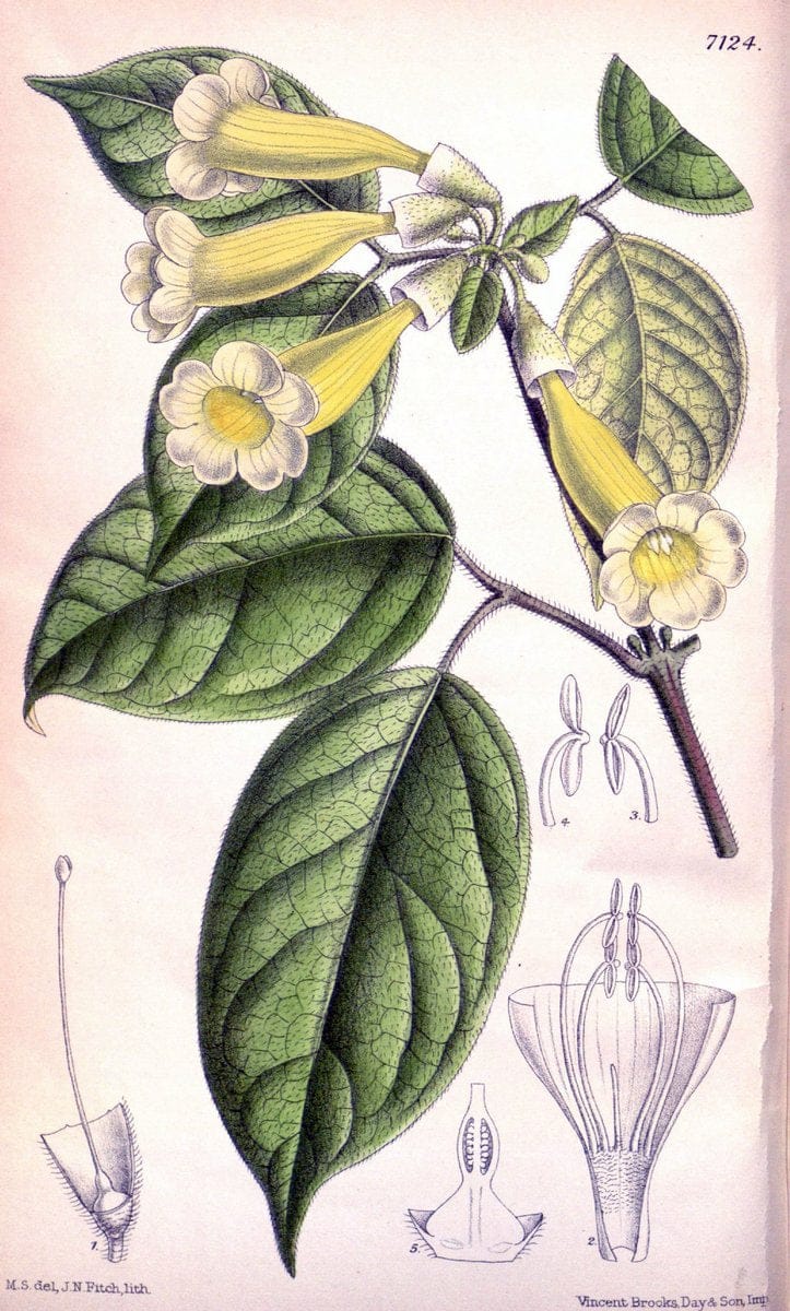 Curtis's botanical magazine. London ; New York [etc.] :Academic Press [etc.]. | "Botanical illustration" Botany Periodicals "Pictorial works" "Plants, Ornamental"  | Vintage Print Reproduction 449901