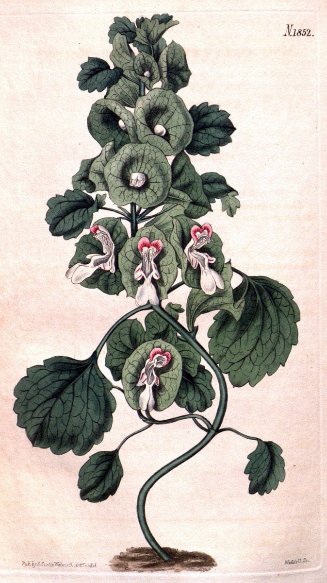 Curtis's botanical magazine. London ; New York [etc.] :Academic Press [etc.]. | "Botanical illustration" Botany Periodicals "Pictorial works" "Plants, Ornamental"  | Vintage Print Reproduction 449904