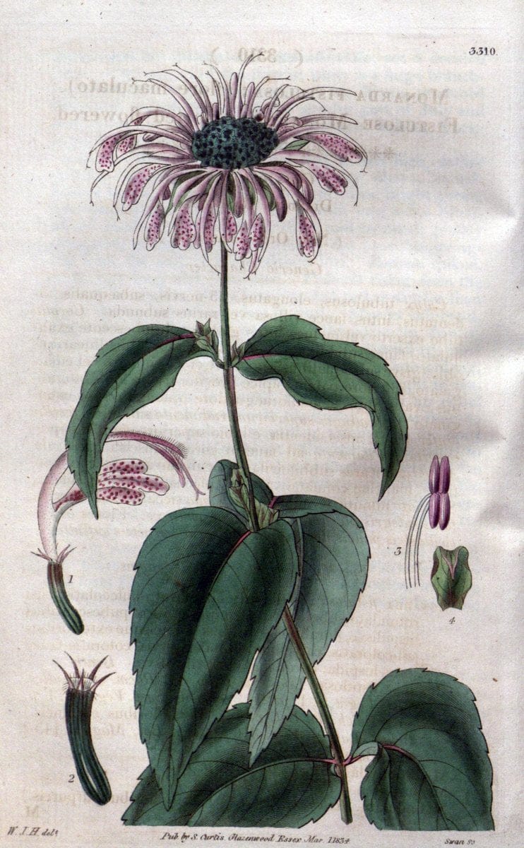 Curtis's botanical magazine..London ;New York [etc.] :Academic Press [etc.]. |  | Vintage Print Reproduction 449907