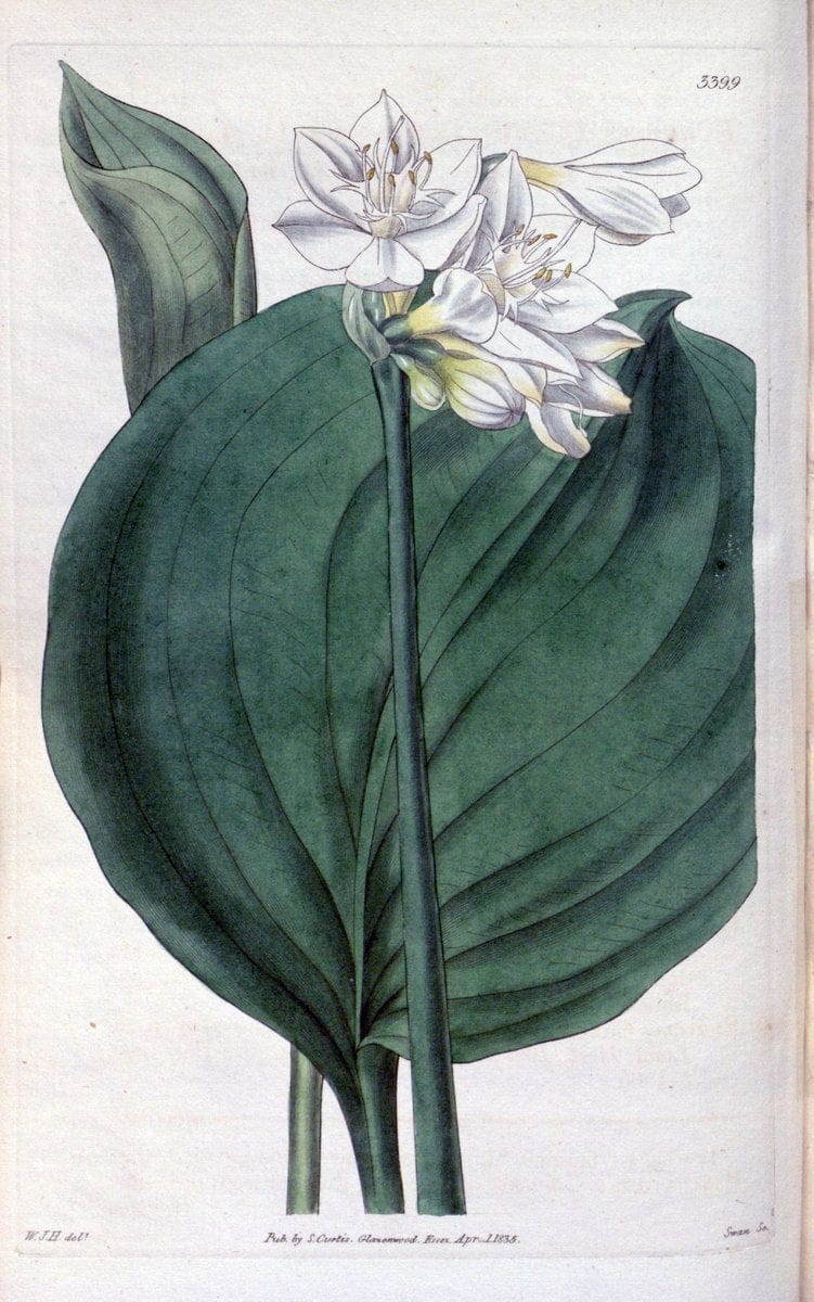 Curtis's botanical magazine. London ;New York [etc.] :Academic Press [etc.]. | Botany Periodicals "Pictorial works"  | Vintage Print Reproduction 449910