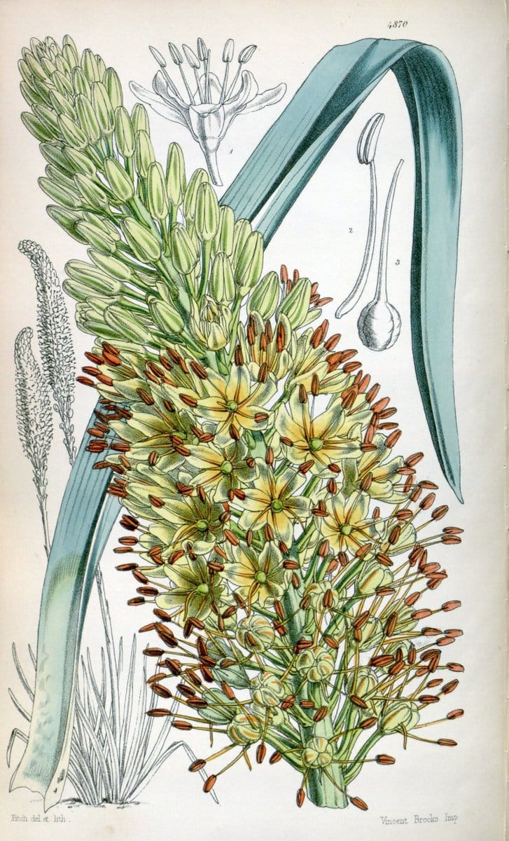 Curtis's botanical magazine. London ;New York [etc.] :Academic Press [etc.]. | Botany Periodicals "Pictorial works"  | Vintage Print Reproduction 449912