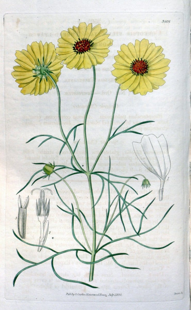 Curtis's botanical magazine. London ;New York [etc.] :Academic Press [etc.]. | Botany Periodicals "Pictorial works"  | Vintage Print Reproduction 449914
