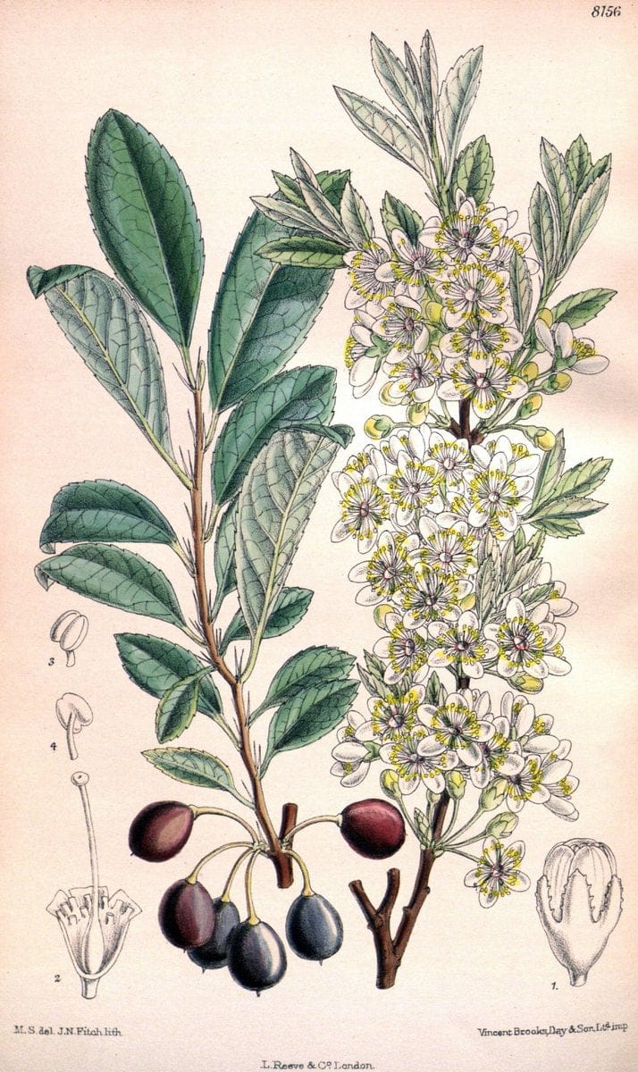 Curtis's botanical magazine. London ;New York [etc.] :Academic Press [etc.]. | Botany Periodicals "Pictorial works"  | Vintage Print Reproduction 449915