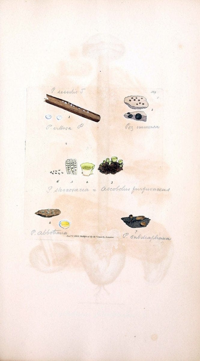 Coloured figures of English fungi or mushrooms. London,Printed by J. Davis,1797-[1809]. | England Mushrooms  | Vintage Print Reproduction 449921