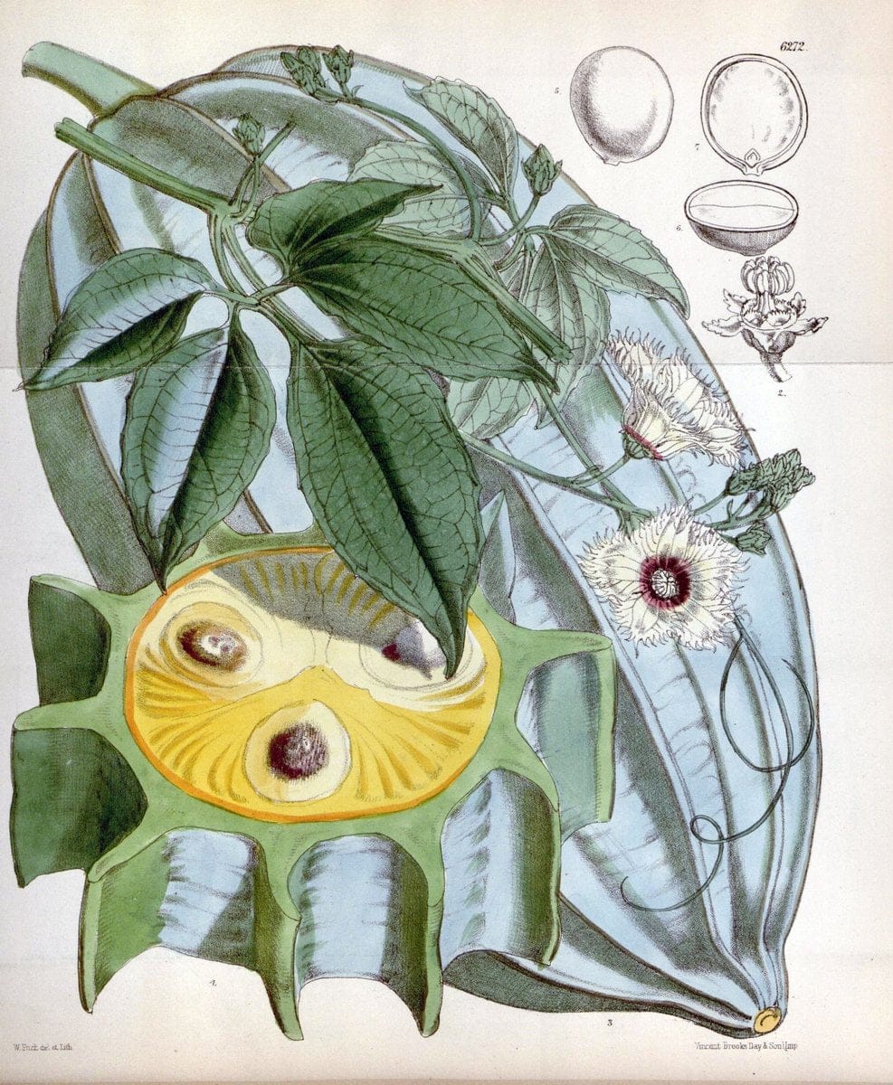 Curtis's botanical magazine. London ; New York [etc.] :Academic Press [etc.]. | "Botanical illustration" Botany Periodicals "Pictorial works" "Plants, Ornamental"  | Vintage Print Reproduction 449923