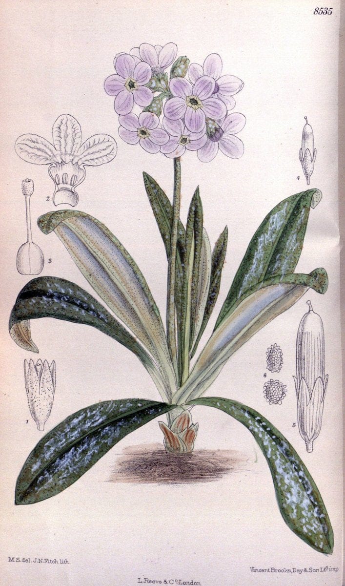 Curtis's botanical magazine. London ; New York [etc.] :Academic Press [etc.]. | "Botanical illustration" Botany Periodicals "Pictorial works" "Plants, Ornamental"  | Vintage Print Reproduction 449924