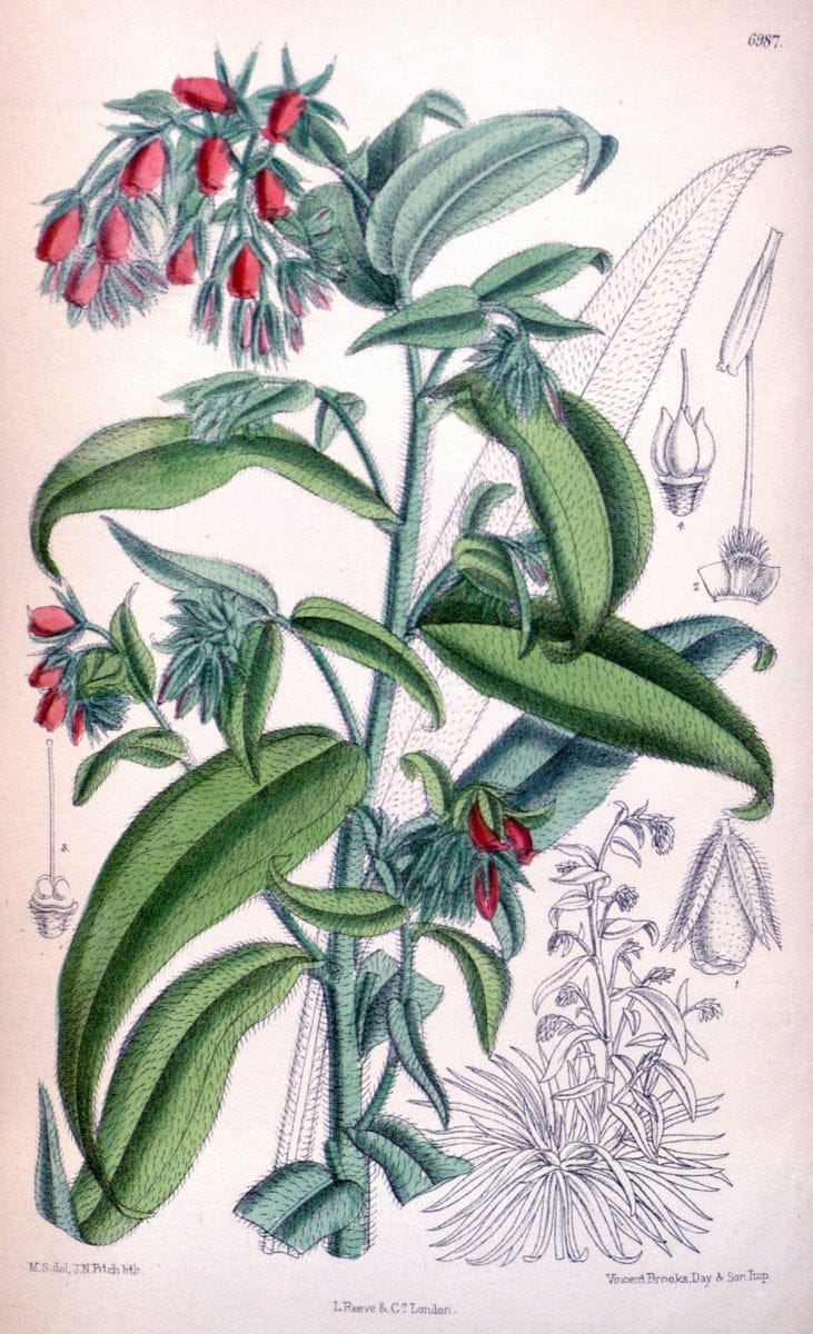 Curtis's botanical magazine. London ; New York [etc.] :Academic Press [etc.]. | "Botanical illustration" Botany Periodicals "Pictorial works" "Plants, Ornamental"  | Vintage Print Reproduction 449928