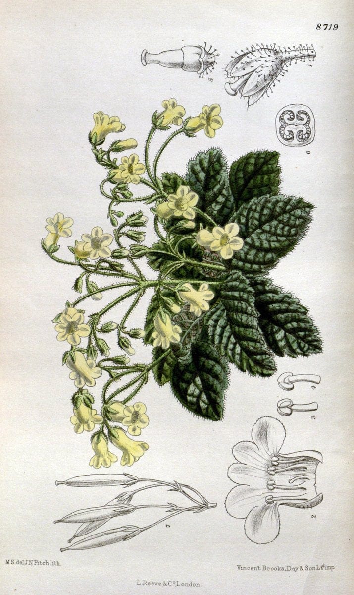 Curtis's botanical magazine. London ; New York [etc.] :Academic Press [etc.]. | "Botanical illustration" Botany Periodicals "Pictorial works" "Plants, Ornamental"  | Vintage Print Reproduction 449934