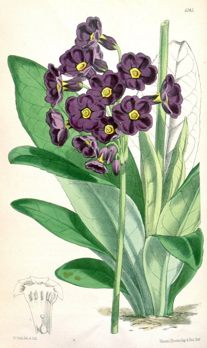 Curtis's botanical magazine. London ; New York [etc.] :Academic Press [etc.]. | "Botanical illustration" Botany Periodicals "Pictorial works" "Plants, Ornamental"  | Vintage Print Reproduction 449939