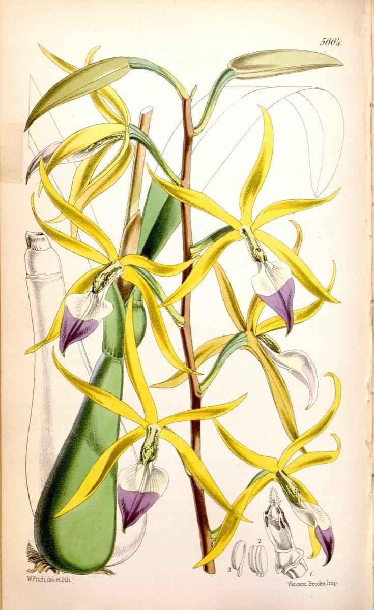 Curtis's botanical magazine. London ; New York [etc.] :Academic Press [etc.]. | "Botanical illustration" Botany Periodicals "Pictorial works" "Plants, Ornamental"  | Vintage Print Reproduction 449941