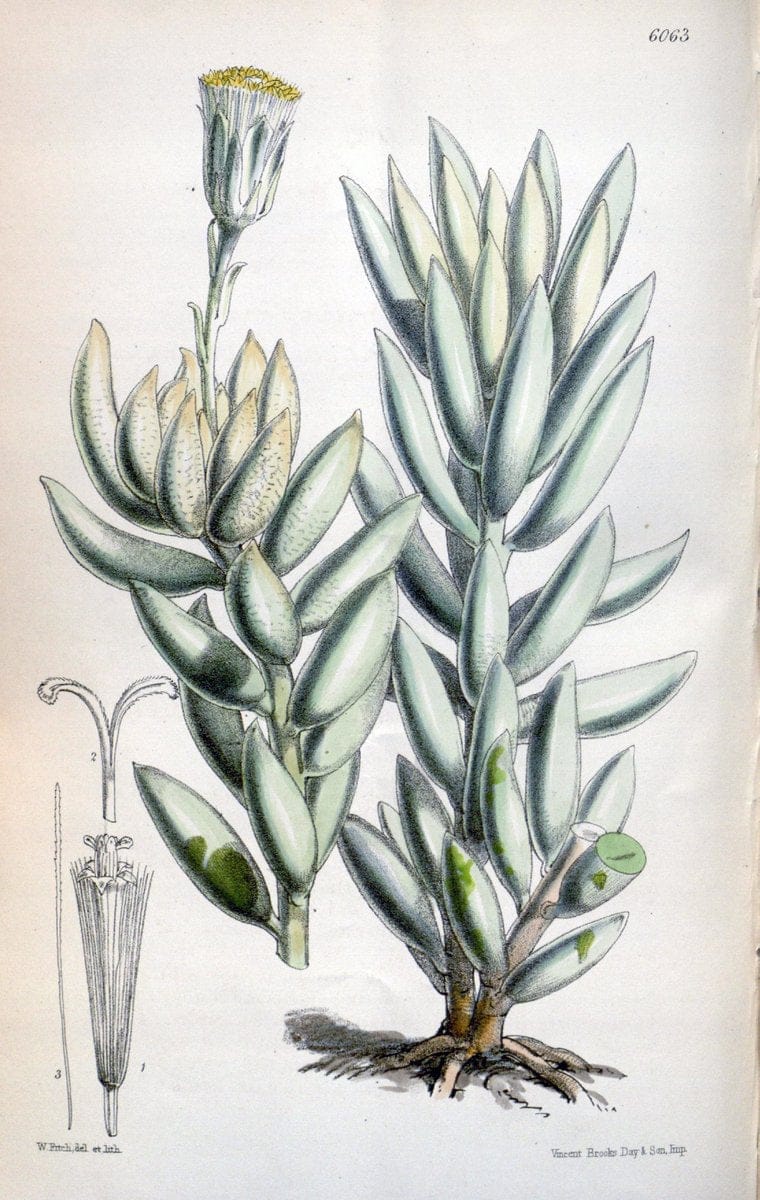 Curtis's botanical magazine. London ; New York [etc.] :Academic Press [etc.]. | "Botanical illustration" Botany Periodicals "Pictorial works" "Plants, Ornamental"  | Vintage Print Reproduction 449942