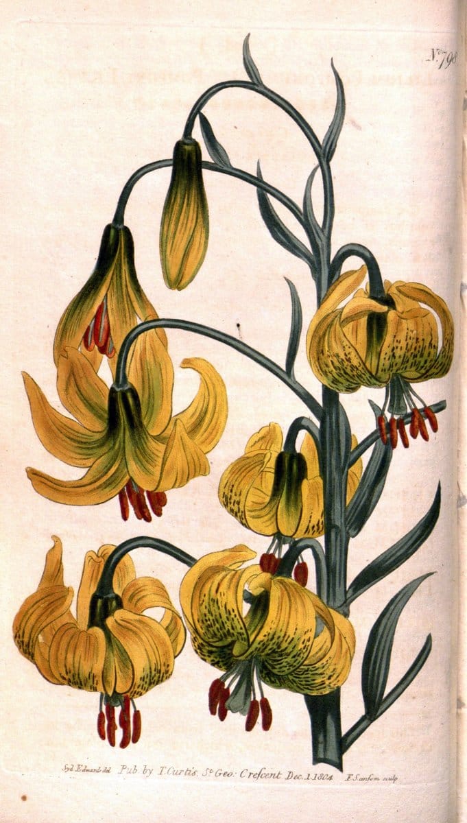 Curtis's botanical magazine. London ;New York [etc.] :Academic Press [etc.]. | Botany Periodicals "Pictorial works"  | Vintage Print Reproduction 449944