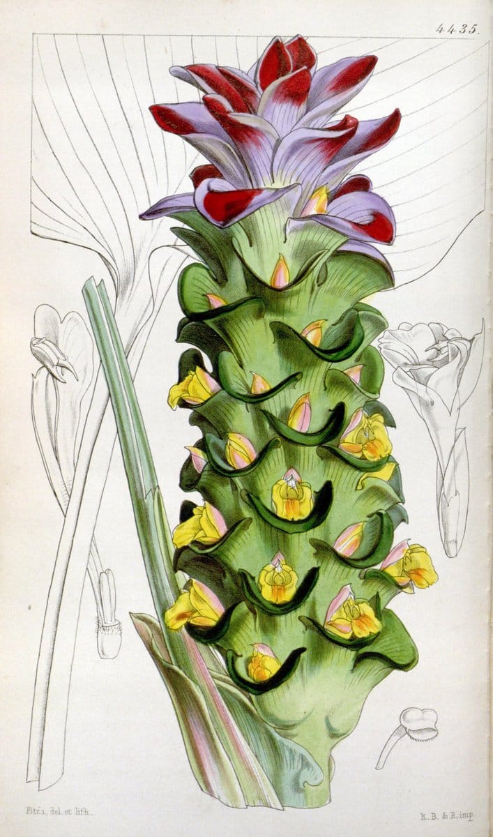 Curtis's botanical magazine. London ;New York [etc.] :Academic Press [etc.]. | Botany Periodicals "Pictorial works"  | Vintage Print Reproduction 449946