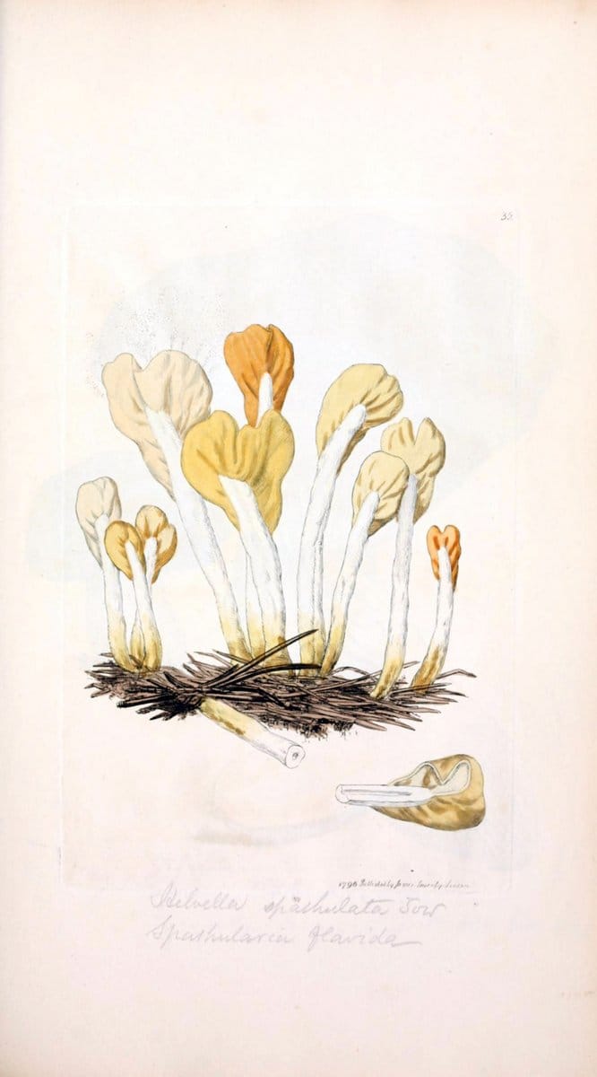 Coloured figures of English fungi or mushrooms. London,Printed by J. Davis,1797-[1809]. | England Mushrooms  | Vintage Print Reproduction 449949
