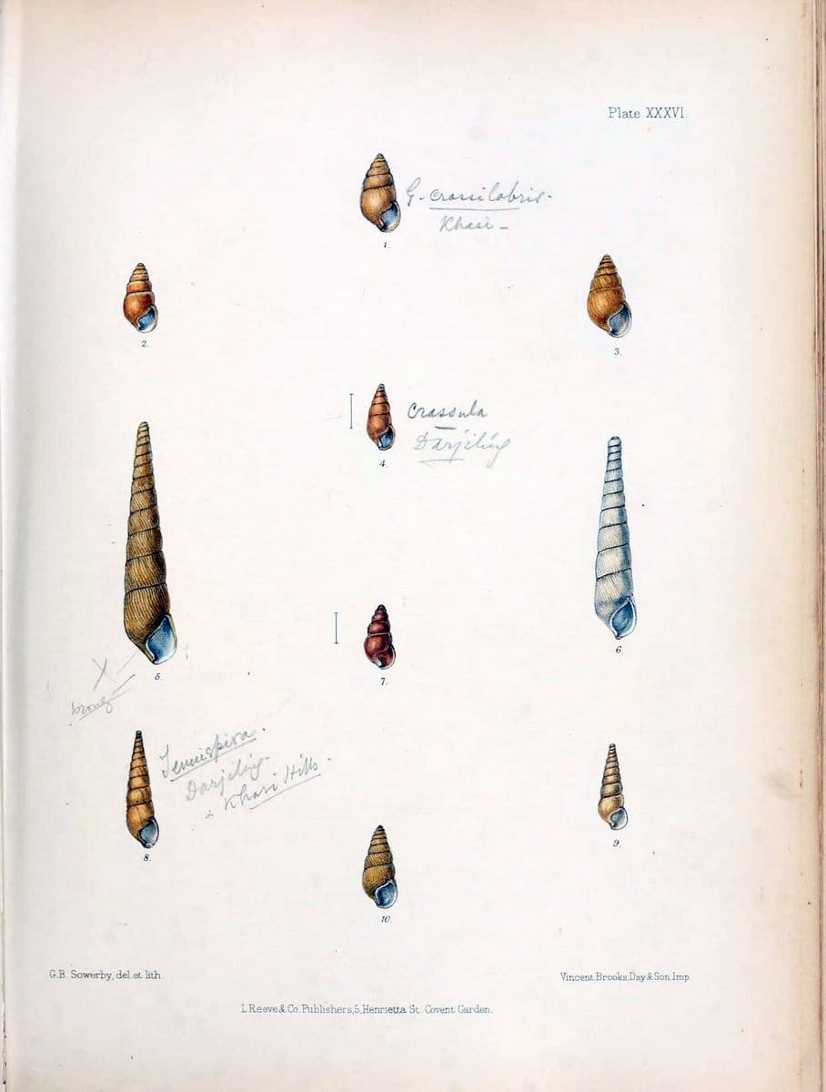 Conchologia indica,.London,1870-1876.  | India Mollusks Shells  | Vintage Print Reproduction 449953