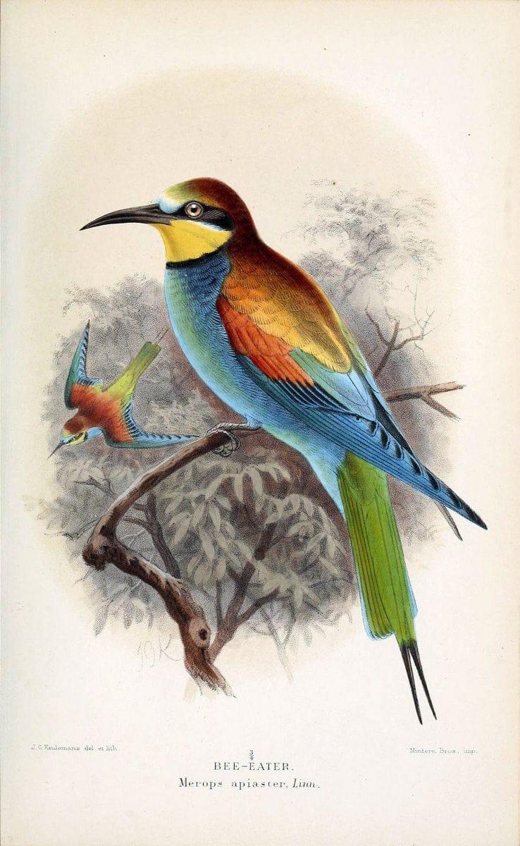Coloured figures of the birds of the British Islands / issued by Lord Lilford. London :R | 59.82(42) Birds "Great Britain" "Pictorial works"  | Vintage Print Reproduction 449955