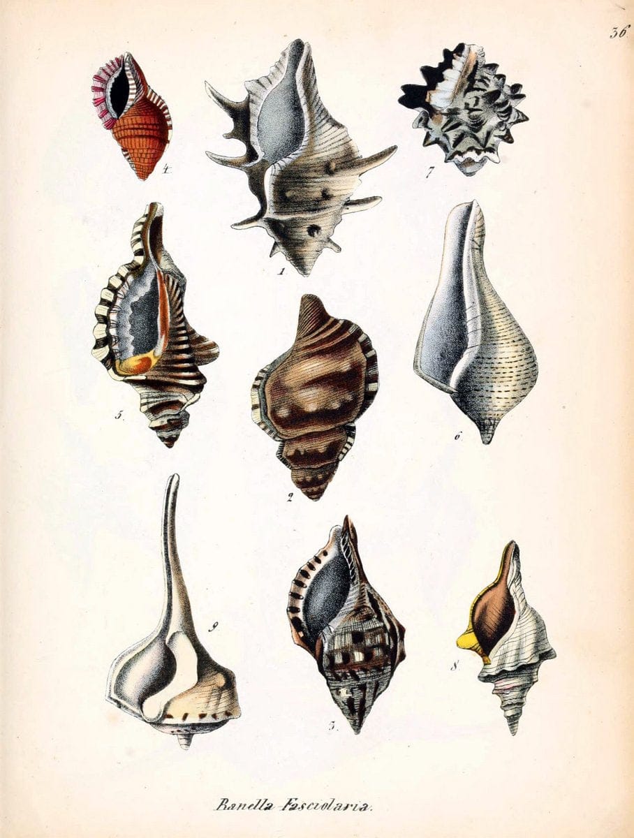 Conchylienbuch, oder, Allgemeine und besondere Naturgeschichte der Muscheln und Schnecke | Mollusks "Pictorial works"  | Vintage Print Reproduction 449960