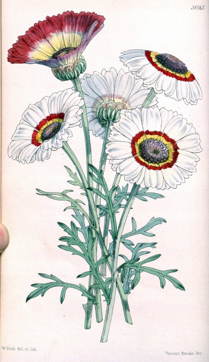 Curtis's botanical magazine. London ; New York [etc.] :Academic Press [etc.]. | "Botanical illustration" Botany Periodicals "Pictorial works" "Plants, Ornamental"  | Vintage Print Reproduction 449962