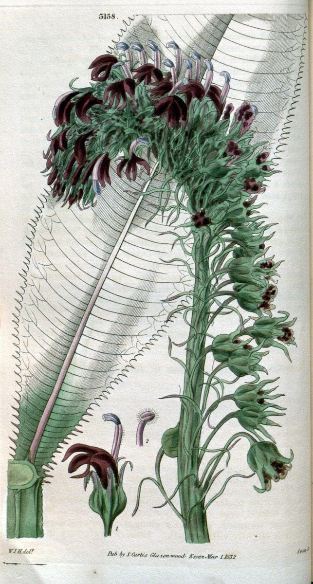 Curtis's botanical magazine. London ; New York [etc.] :Academic Press [etc.]. | "Botanical illustration" Botany Periodicals "Pictorial works" "Plants, Ornamental"  | Vintage Print Reproduction 449963