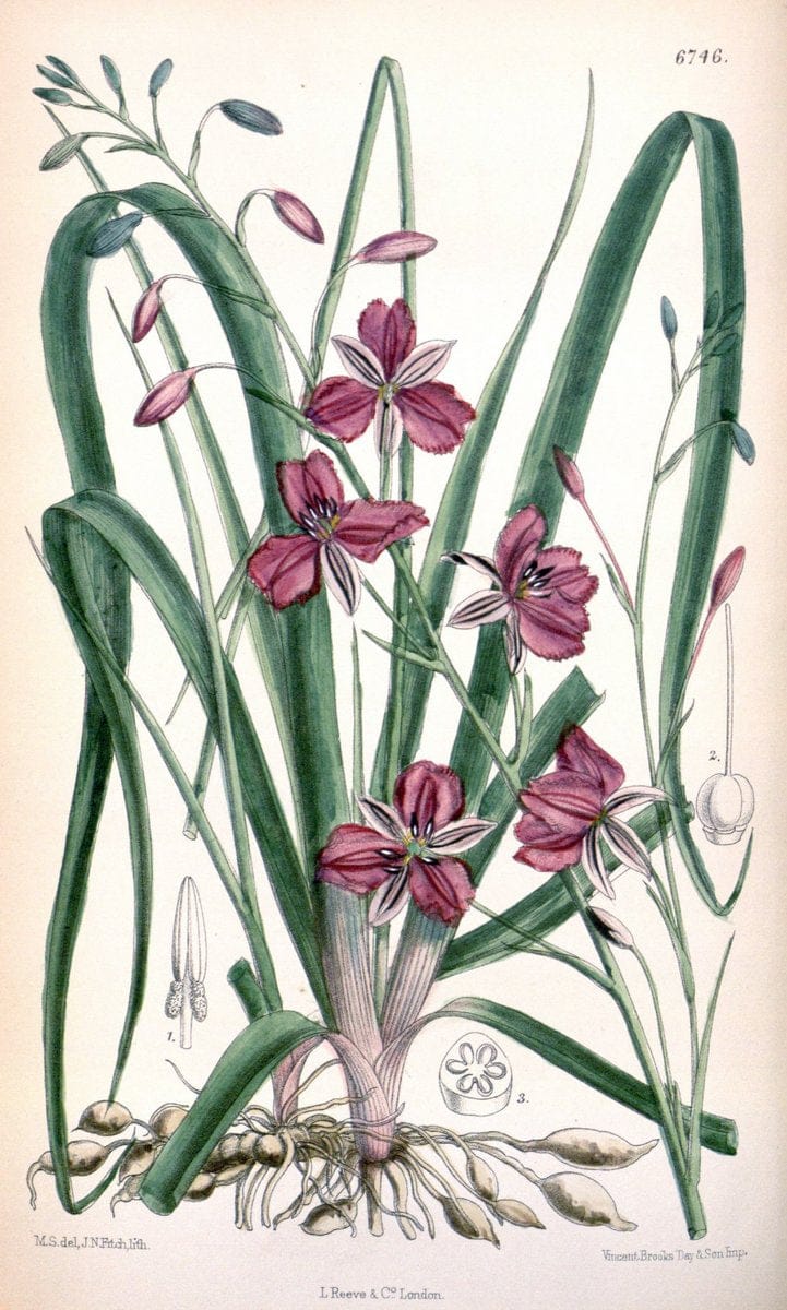 Curtis's botanical magazine. London ; New York [etc.] :Academic Press [etc.]. | "Botanical illustration" Botany Periodicals "Pictorial works" "Plants, Ornamental"  | Vintage Print Reproduction 449965