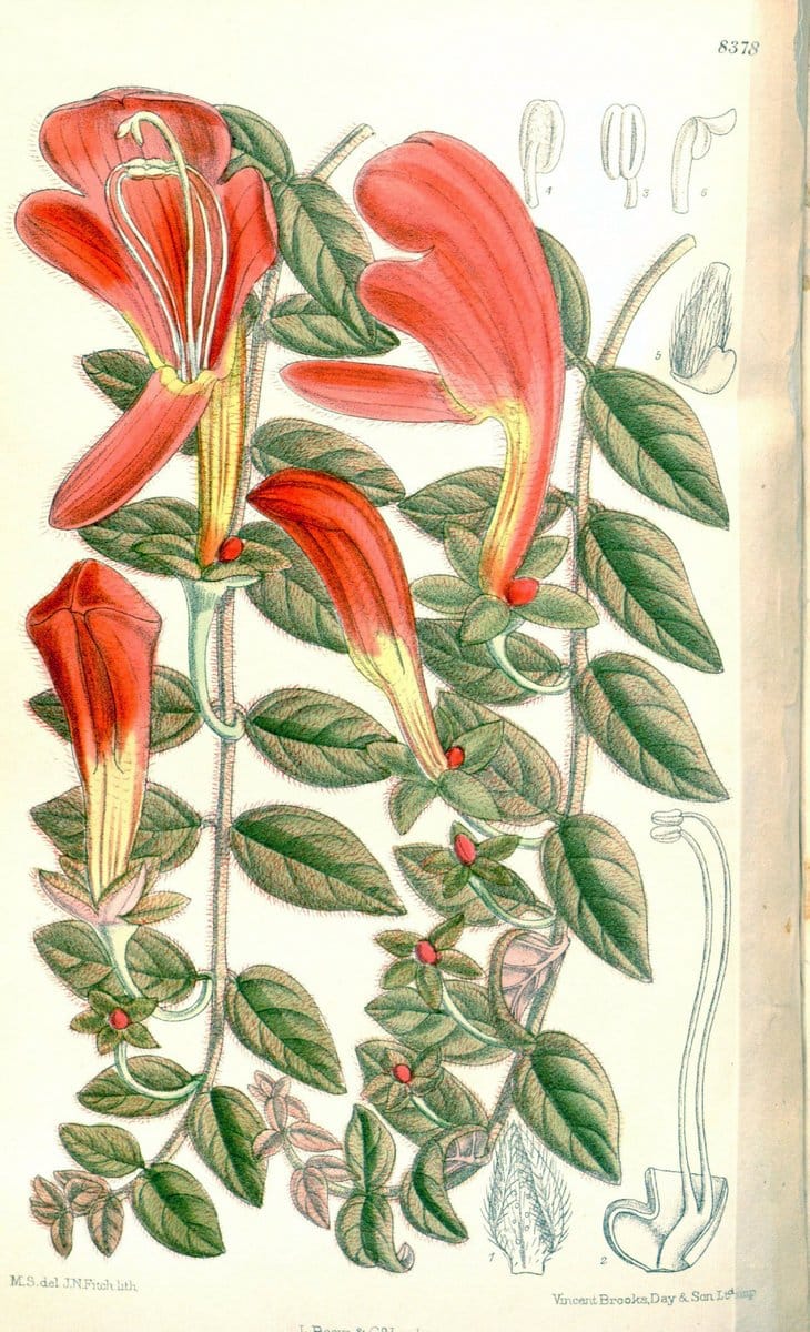 Dragable Image