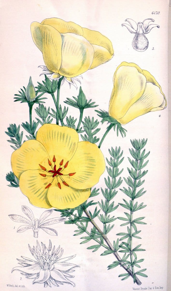Curtis's botanical magazine. London ; New York [etc.] :Academic Press [etc.]. | "Botanical illustration" Botany Periodicals "Pictorial works" "Plants, Ornamental"  | Vintage Print Reproduction 449969